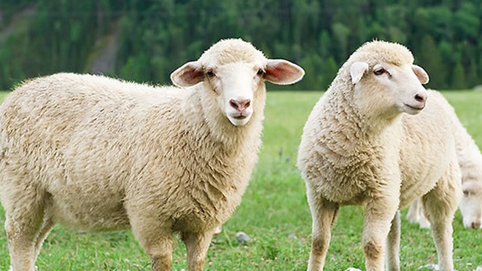 Et si nous arrêtions d’être des moutons?